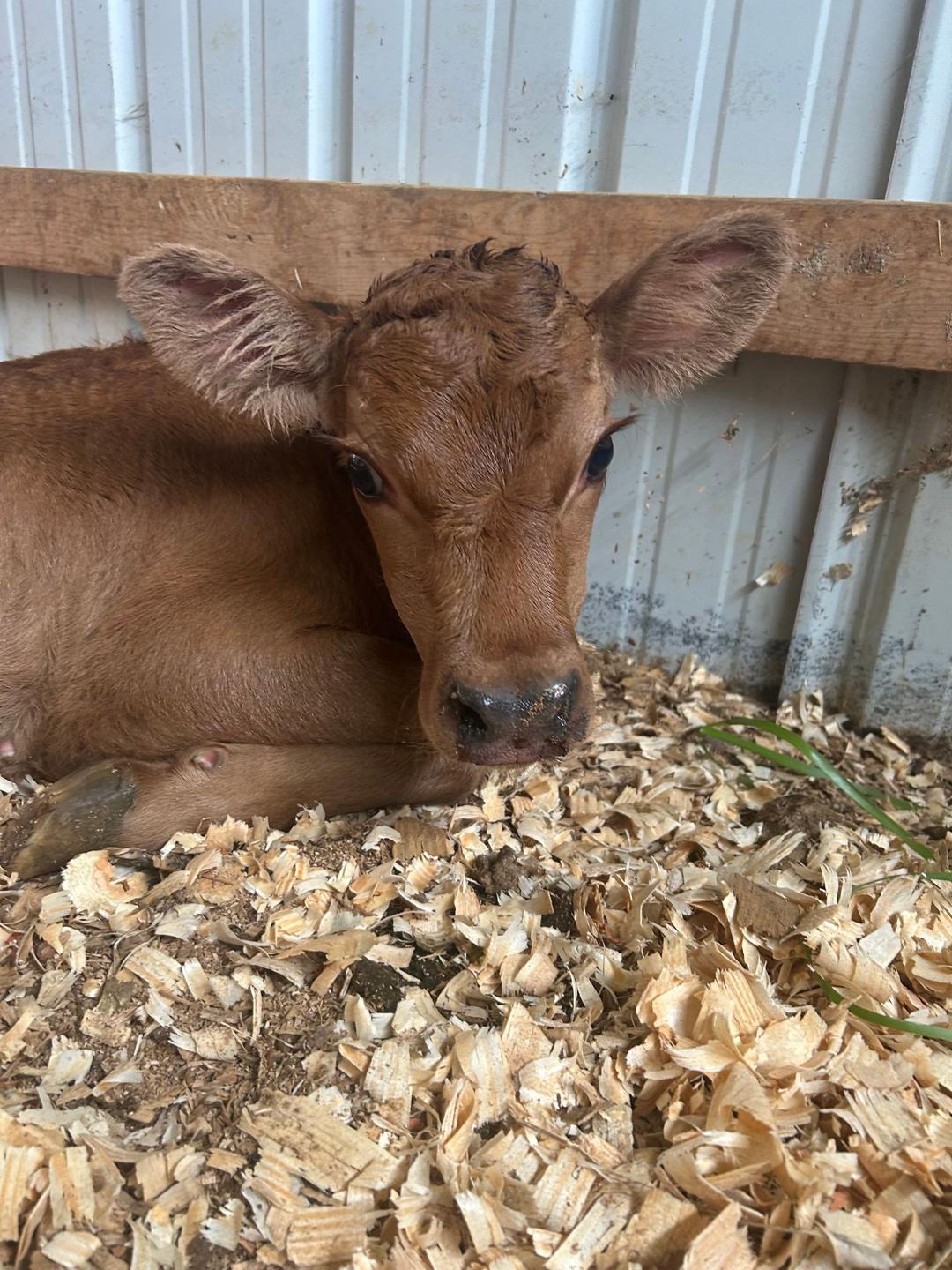 A curious Jersey calf in the barn