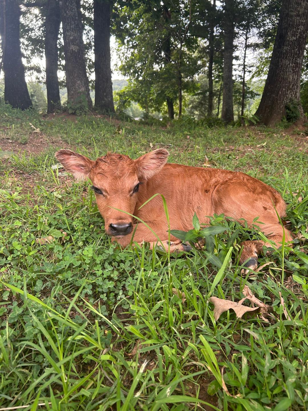 A Jersey calf resting in the grass