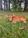 A Jersey calf from Milk & Marrow