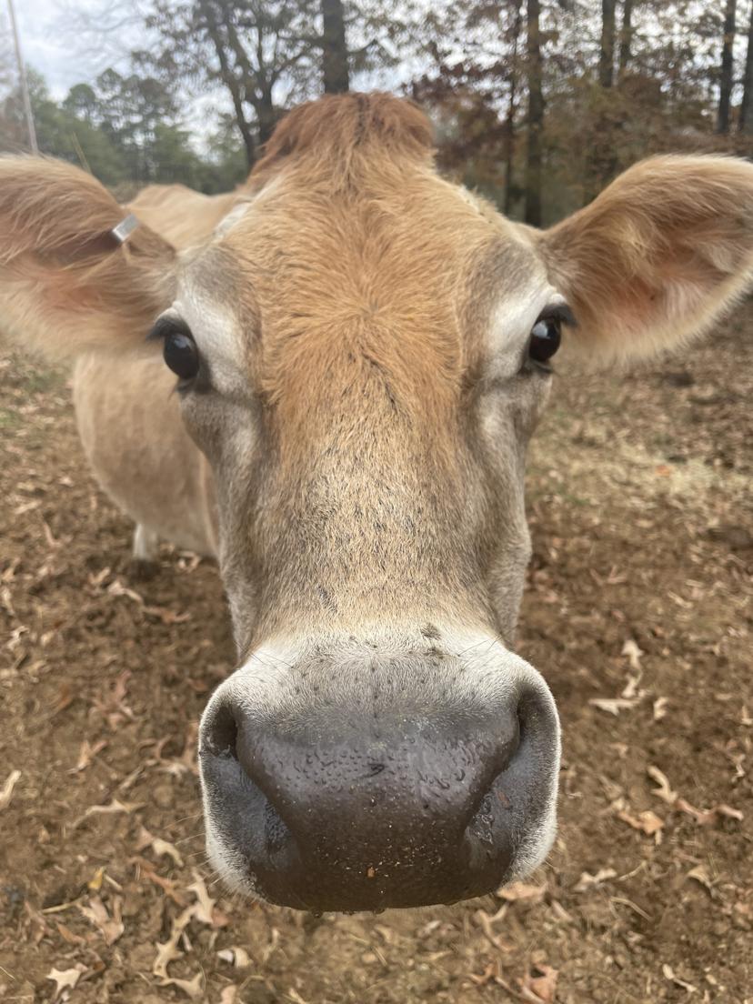 A close-up of a friendly Jersey cow looking up at the camera