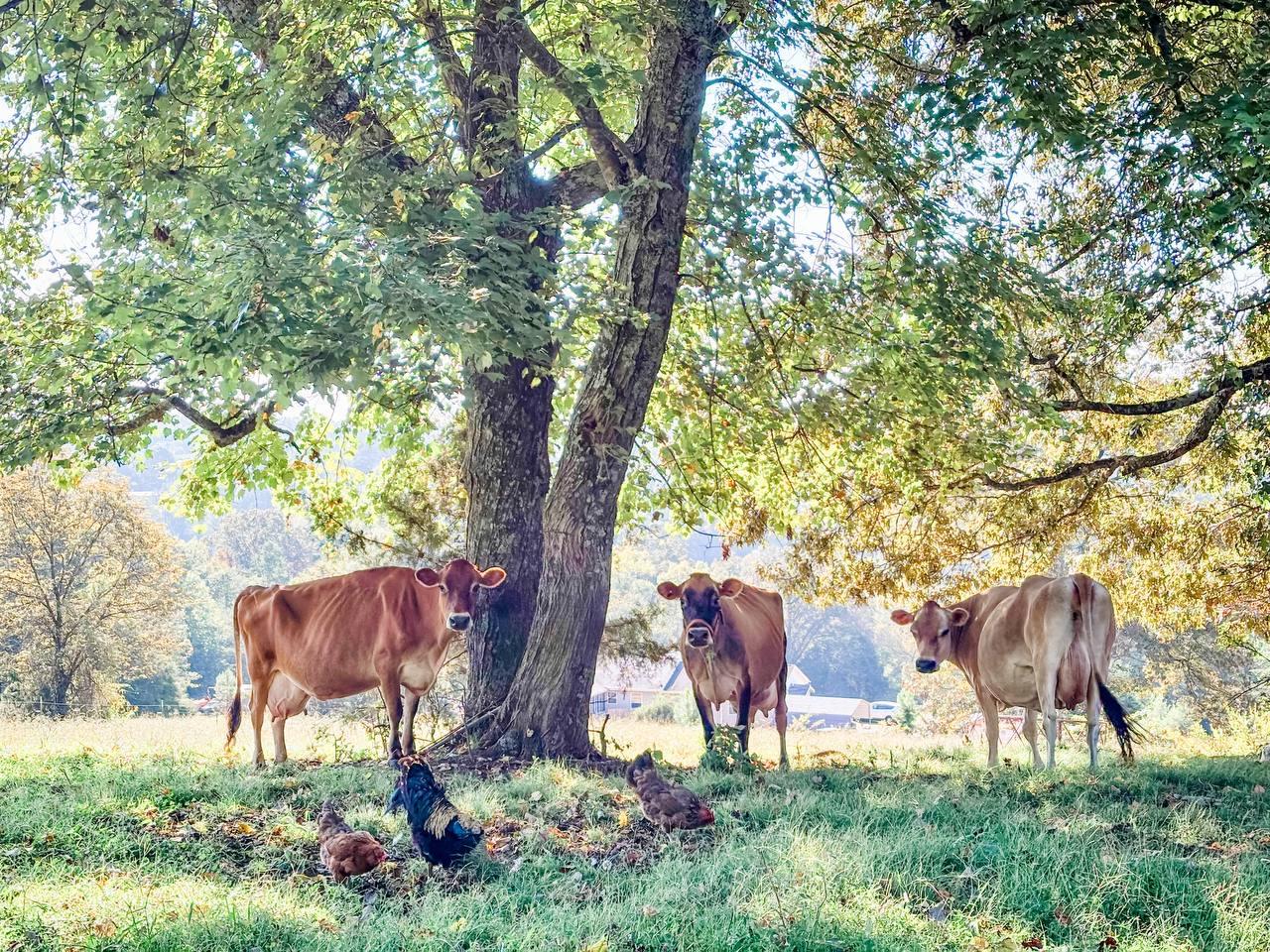 Three Jersey cows resting under a big tree on the Milk & Marrow homestead in Tennessee, with chickens in the grass